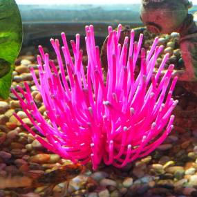 Aquatic Creations Aquarium Decor X-Large Anemone Pink - LeeMarPet ACUS00989